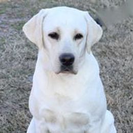 River - Labrador Retriever