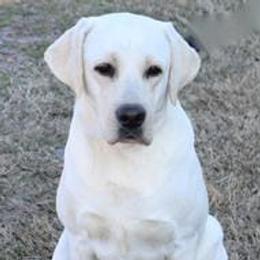 River - Labrador Retriever