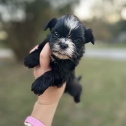 Girl 3 - Black and white female Shih Tzu puppy in Lufkin, Texas from Shih Tzu Knots