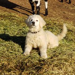 Maremma Sheepdog Puppies from Unfinished Acres