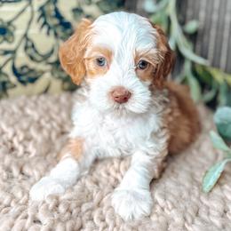 Brown Collar - Lady Francesca - Caramel female Australian Labradoodle puppy in Decatur, Alabama from Southern Meadows Doodles