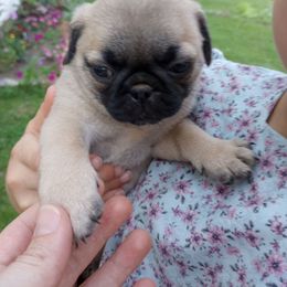 Casey - Fawn male Pug puppy in Fall Creek, Wisconsin from Heartville Pugs