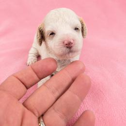 Girl 2 - Parti female Poodle puppy in Miami, Florida from JF Kennels Miniature & Toy Poodles