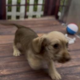 Chocolate Based Cream Wirehair Female - Cream female Dachshund puppy in Killeen, Texas from Southern Dachshunds