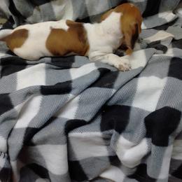 Dachshund Puppies from Small Paws Kennel