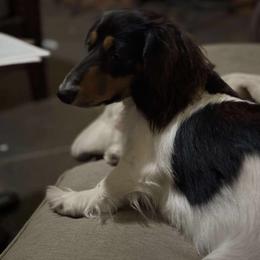 Dachshund Puppies from EB's Cajun Lil' Doxies