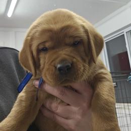 Richmond - Yellow male Labrador Retriever puppy in Sidney, Nebraska from Nebraska Strong Labradors