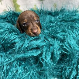 AKC chocolate and tan (possible longhair) - Chocolate and tan male Dachshund puppy in Bremen, Georgia from Jones Royal Kennels