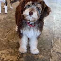 Red - Red tri-color female Aussiedoodle puppy in Grants Pass, Oregon from Woodwind Miniatures
