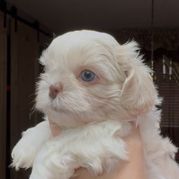 Boy 1 - Cream and white male Shih Tzu puppy in Lakeland, Florida from The Townsend Tzu