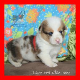 Red Male - White and red male Pembroke Welsh Corgi puppy in Wayne City, Illinois from Lash Livestock & Corgis