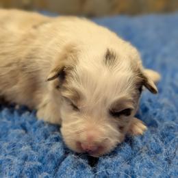 AKC Red Merle Girl - Red merle female Border Collie puppy in Noble, Oklahoma from CheckItOut Border Collies
