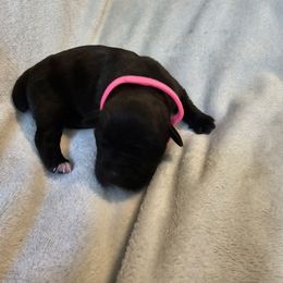 Girl 5 - Black female Cane Corso puppy in Cottonport, Louisiana from Sweet Cane Corsos