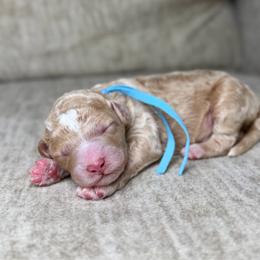 Fog - Apricot male Goldendoodle puppy in Lamar, Colorado from Jozlyn’s Pups