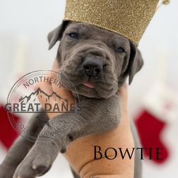Bowtie - Blue male Great Dane puppy in Sac City, Iowa from Northern Great Danes of Colorado & Iowa