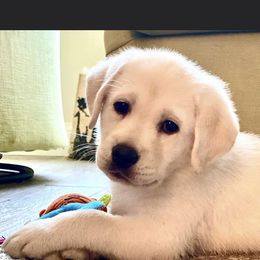 Labrador Retriever Puppies from Nosterfields Labradors