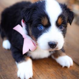 Noelle - Blue merle female Australian Shepherd puppy in Georgetown, Texas from River Reign Australian Shepherds