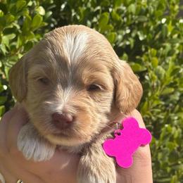 Pink collar Angel - Caramel ice female Australian Labradoodle puppy in Fontana, California from Grammy's Puppy Love doodles and poodles