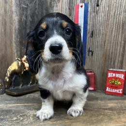 Huck - Black and tan male Dachshund puppy in Redding, California from CountrySide Wieners
