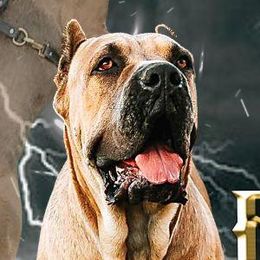 Leia - Cane Corso