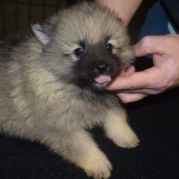 PINK COLLAR - Black and silver female Keeshond puppy in Fayetteville, Tennessee from Erbekees-Keeshonden