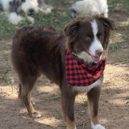 Eevee - Miniature Australian Shepherd