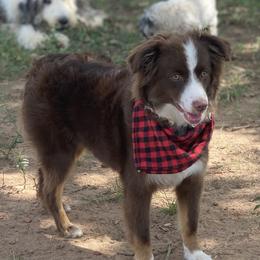 Eevee - Miniature Australian Shepherd