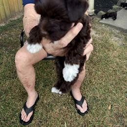 Miniature Schnauzer Puppies from Melissa Knight