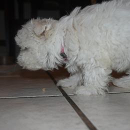 Maltese Puppies from Babes Babies
