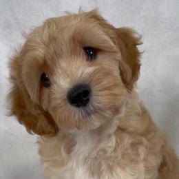 Hendrix (Boy 4) - Brown male Cavapoo puppy in Palm City, Florida from Cookies & Cream Sundae