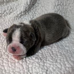 Lady Catherine is quite the beauty, with very nice markings and a nose that is darkened already. She is growing well and has a good appetite. She loves to snuggle up with mom and her siblings. - Blue female Boston Terrier puppy in Lakewood, California from So Cal Boston’s