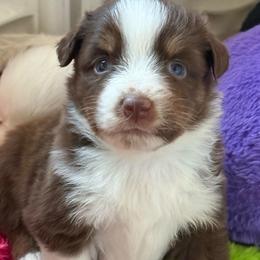 Garnet - Red tri female Miniature Australian Shepherd puppy in Gatesville, Texas from Southern Promise Aussie’s