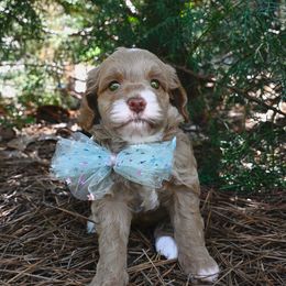 Pawley - Caramel cream female Australian Labradoodle puppy in Matthews, North Carolina from Weddington Labradoodles