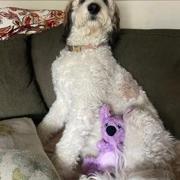 Stella - Saint Berdoodle