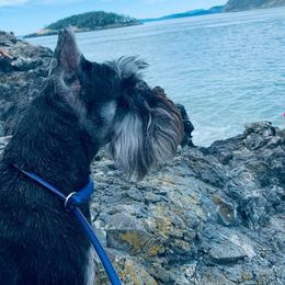 Miniature Schnauzer All Grown Up from Incendio Miniature Schnauzers
