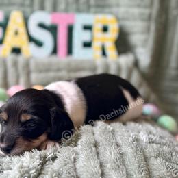 Ryat - Piebald male Dachshund puppy in Michigan from M.H.P Dachshunds