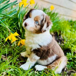 Copper - Red merle male Miniature Australian Shepherd puppy in Hagerstown, Maryland from Renegade Kennels