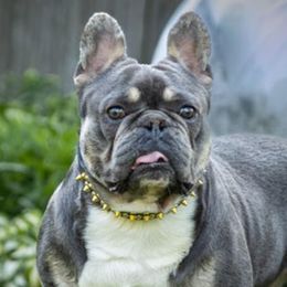 French Bulldogs from Heritage Lane French bulldogs