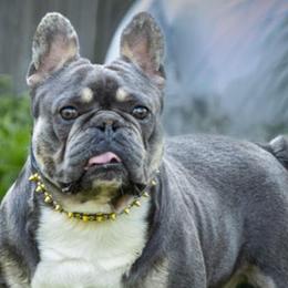 French Bulldogs from Heritage Lane French bulldogs
