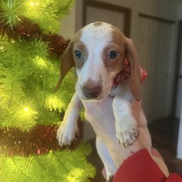 Gaston - Piebald male Dachshund puppy in Lakecreek, Oregon from Forever Doxie