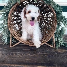 Azalea (Pink) - Parti female Goldendoodle puppy in Payson, Utah from Life_on. Paws