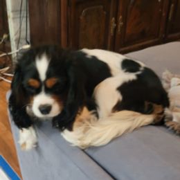 Cavalier King Charles Spaniels from Northern Cavaliers