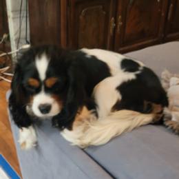 Cavalier King Charles Spaniels from Northern Cavaliers