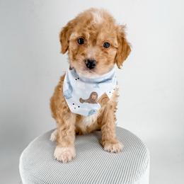 Socks - Apricot male Goldendoodle puppy in Jamestown, Kentucky from Milk & Honey Doodles