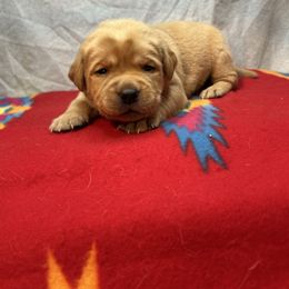 Yellow - Yellow female Labrador Retriever puppy in Iowa City, Iowa from Country Road Acres