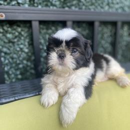 Girl 1 - Black and white female Shih Tzu puppy in Troy, Michigan from "Shihtzu Best Friend"