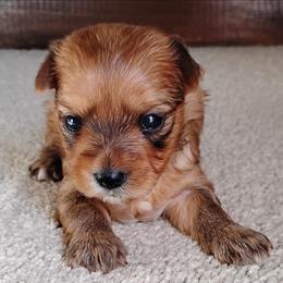 Flora - Red sable female Havanese puppy in Kinston, North Carolina from Court Jester Havanese and Prissy Diva Russian Salon Dogs