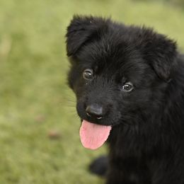 Boy 1 - German Shepherd puppy from Fox Hill Farm & K9