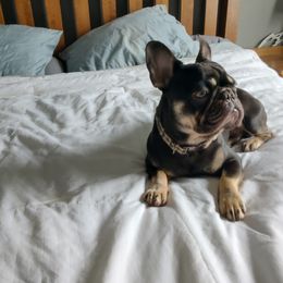 Max - French Bulldog