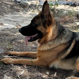 Bella - German Shepherd